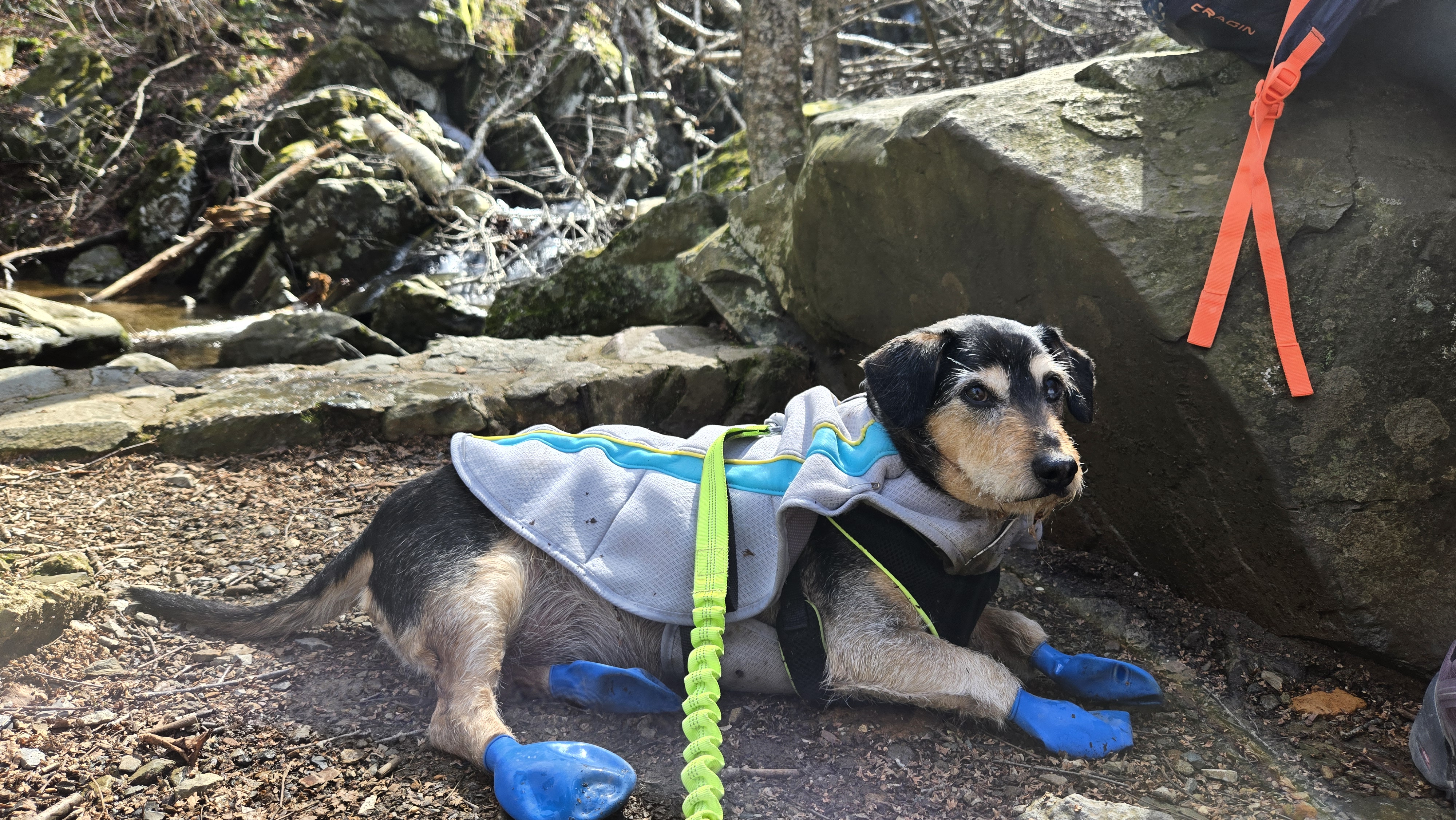 Dash enjoying a brief break before the hike continues